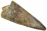 Cretaceous Fossil Crocodylomorph Tooth - Morocco #299210-1